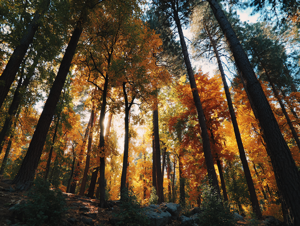 🍂 Fall Season Backgrounds – Warm, Peaceful, and Perfect for Church Media